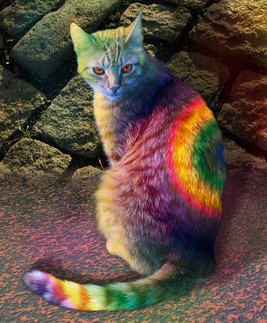 tie-dyed-rainbow-cat.jpg